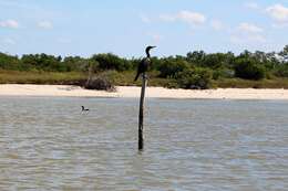 Image of Double-crested Cormorant