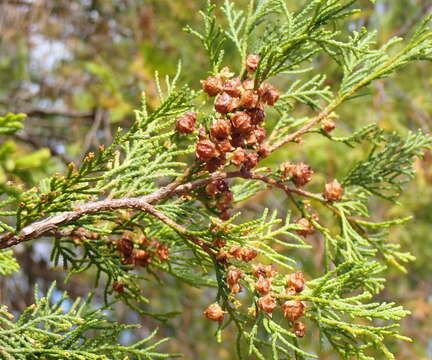 Image of Atlantic White Cedar