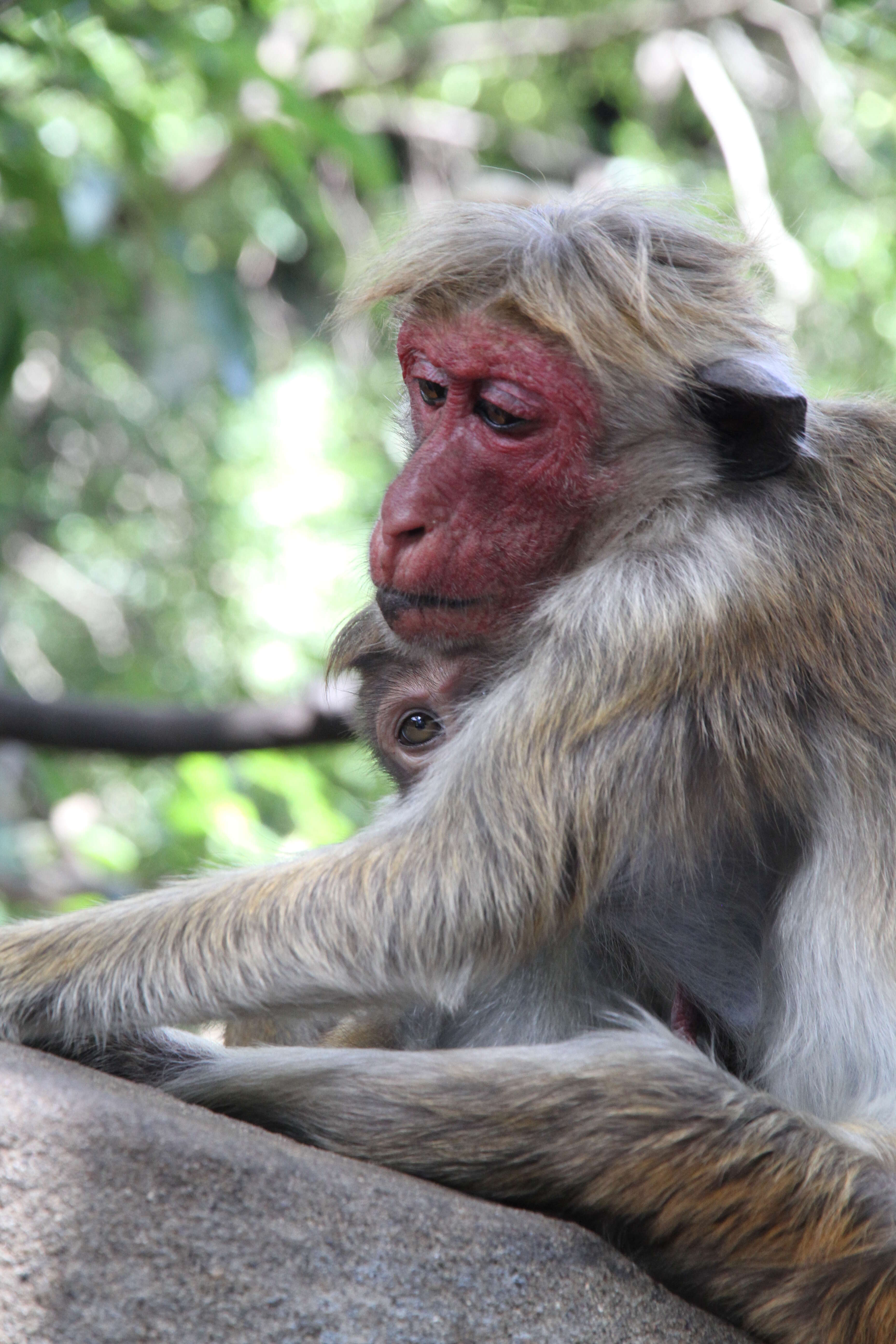 Image of Toque macaque