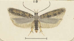 Слика од Phthorimaea
