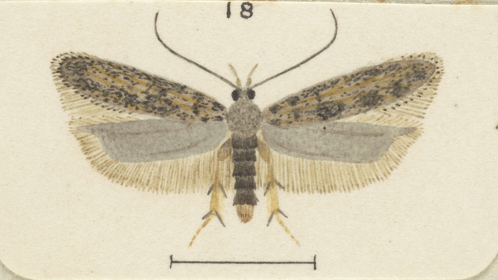 Слика од Phthorimaea
