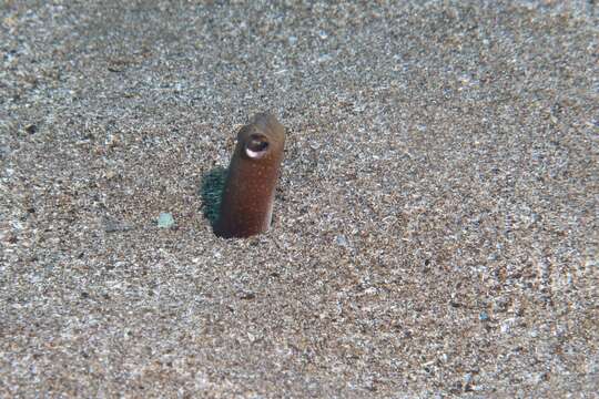 Image of Brown Garden Eel