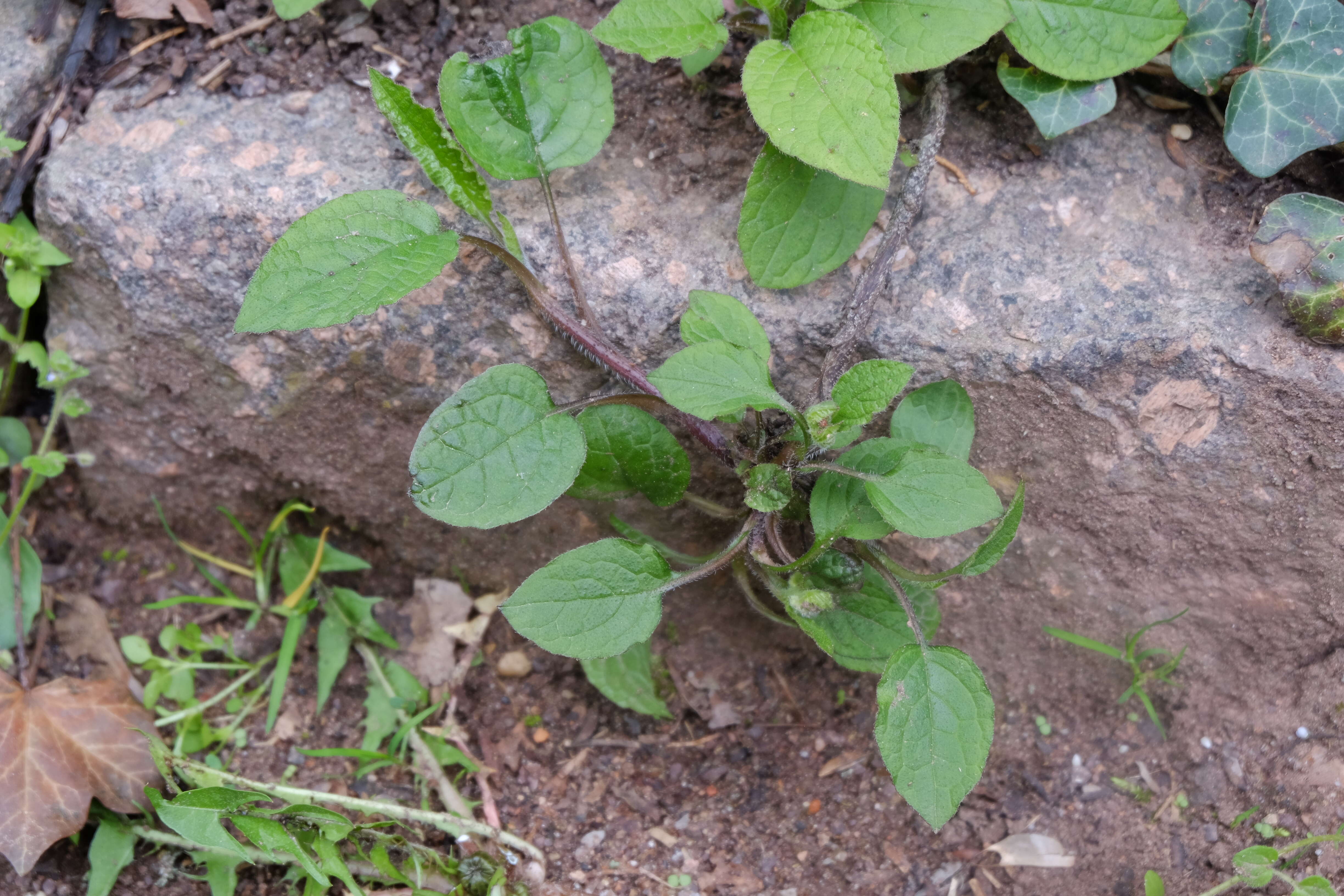 Image of Symphytum grandiflorum DC.