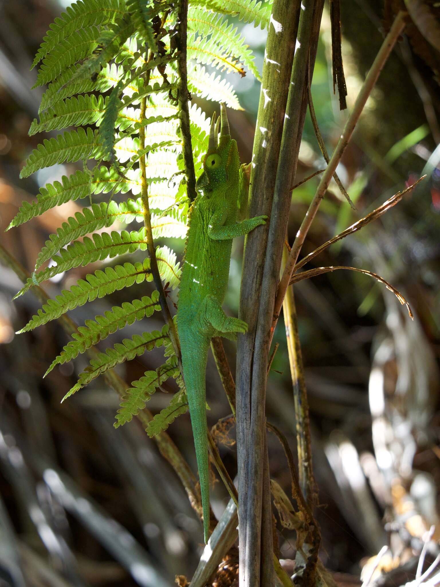 Image of Chamaeleo jacksonii