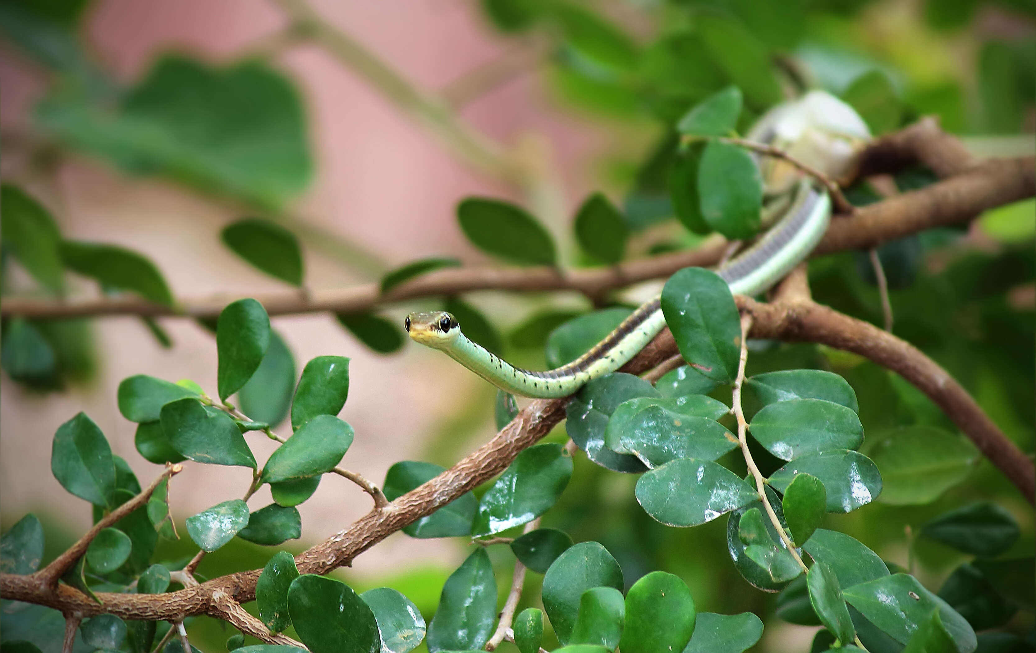 Image of Daudin's bronzeback