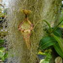 Image of Nepenthes platychila Chi. C. Lee