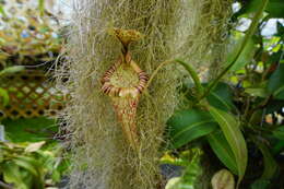 Image of Nepenthes platychila Chi. C. Lee