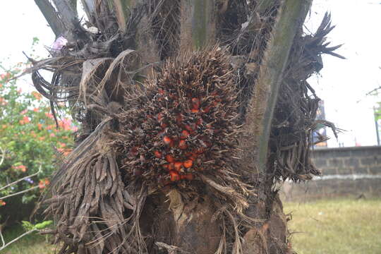 Image of African oil palm