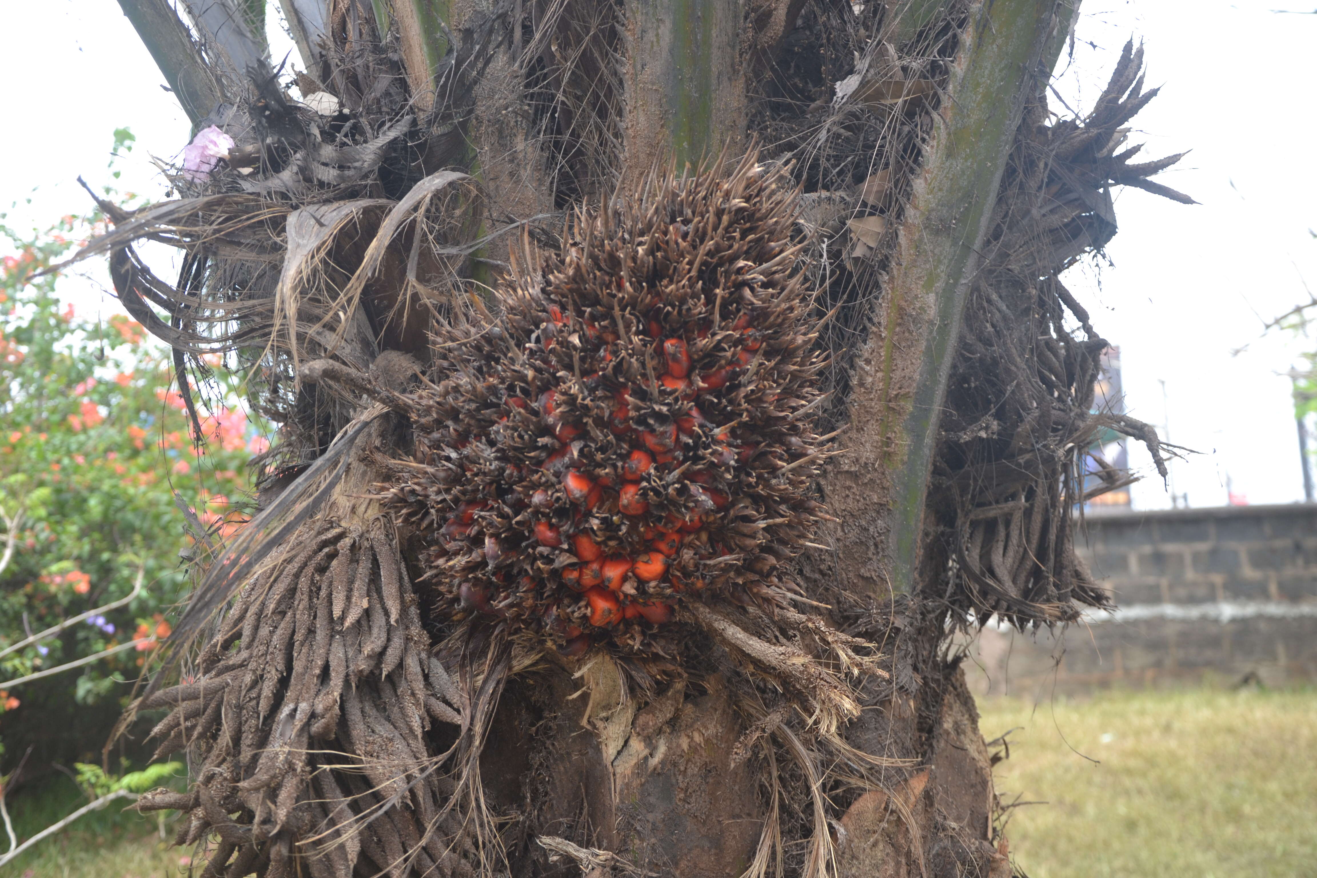 Слика од Elaeis guineensis Jacq.