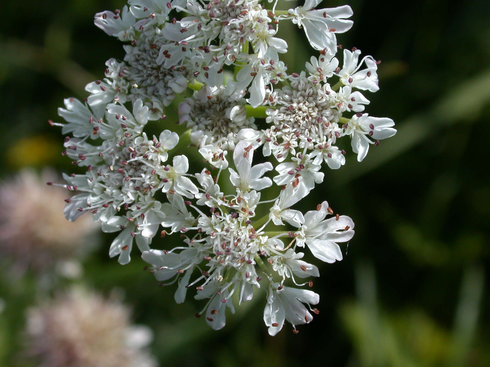 Oenanthe silaifolia Bieb. resmi