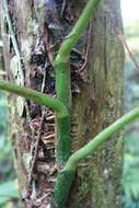 Image of centipede tongavine