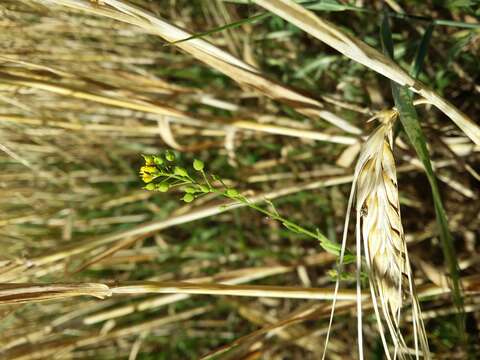 Image of ball mustard