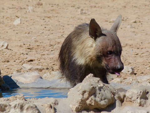 Image of Brown Hyena -- Brown Hyaena