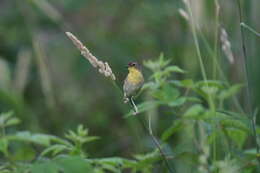 Geothlypis trichas (Linnaeus 1766) resmi