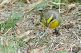 Image of Yellow-fronted Canary