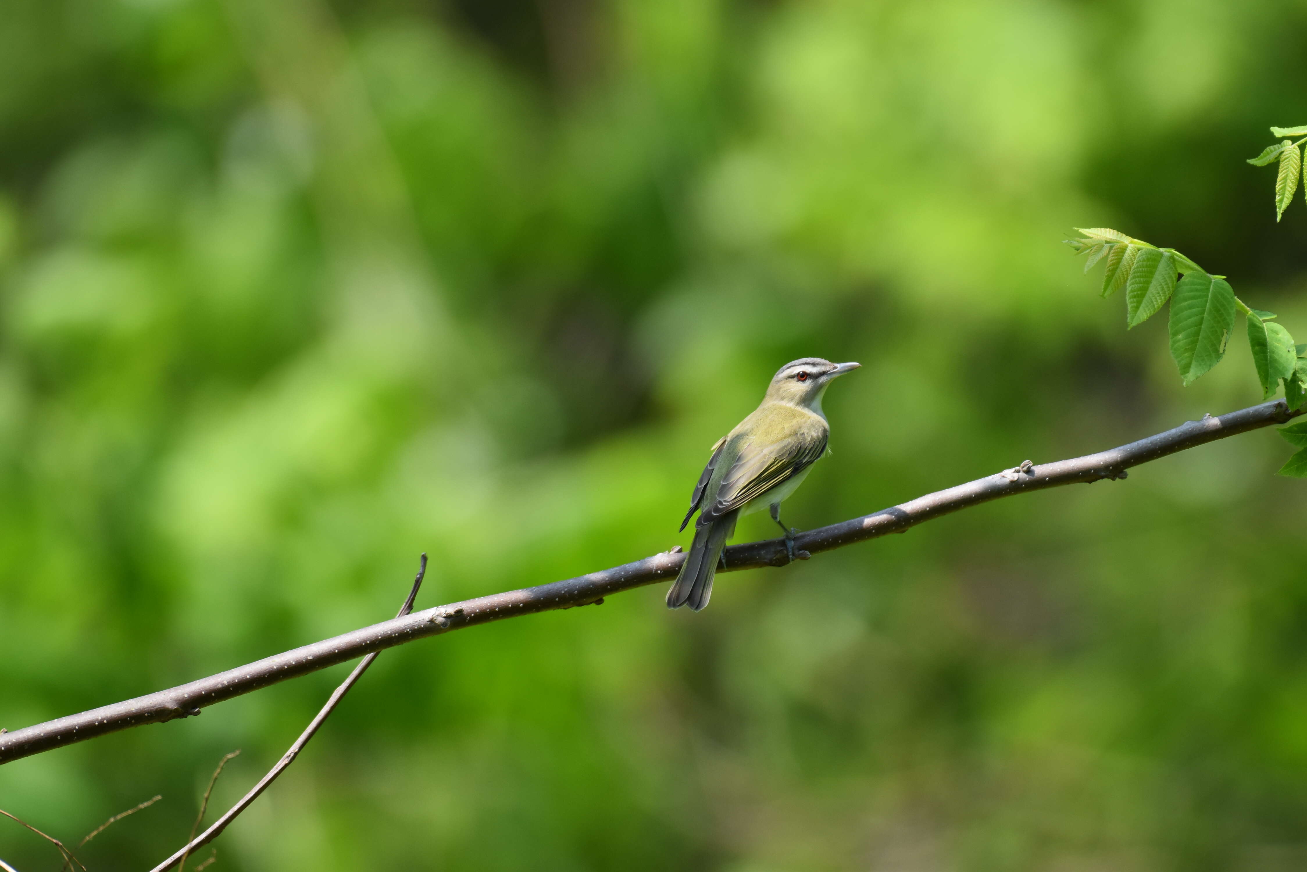 Image of Red-eyed Vireo