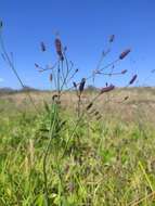 Image of Eryngium ebracteatum Lam.