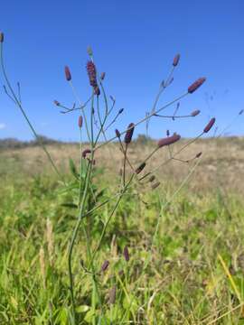 Image of Eryngium ebracteatum Lam.