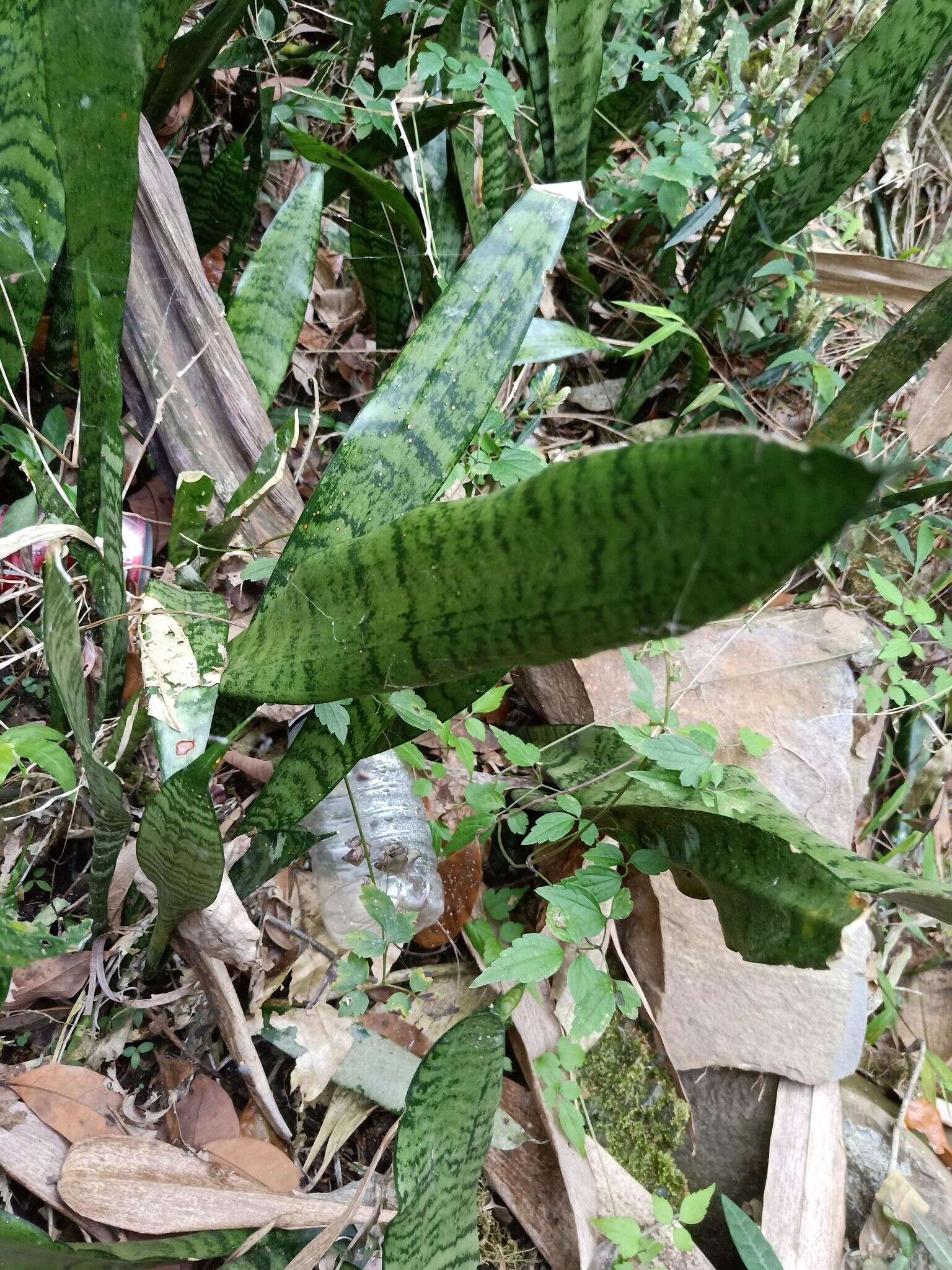 Image of viper's bowstring hemp