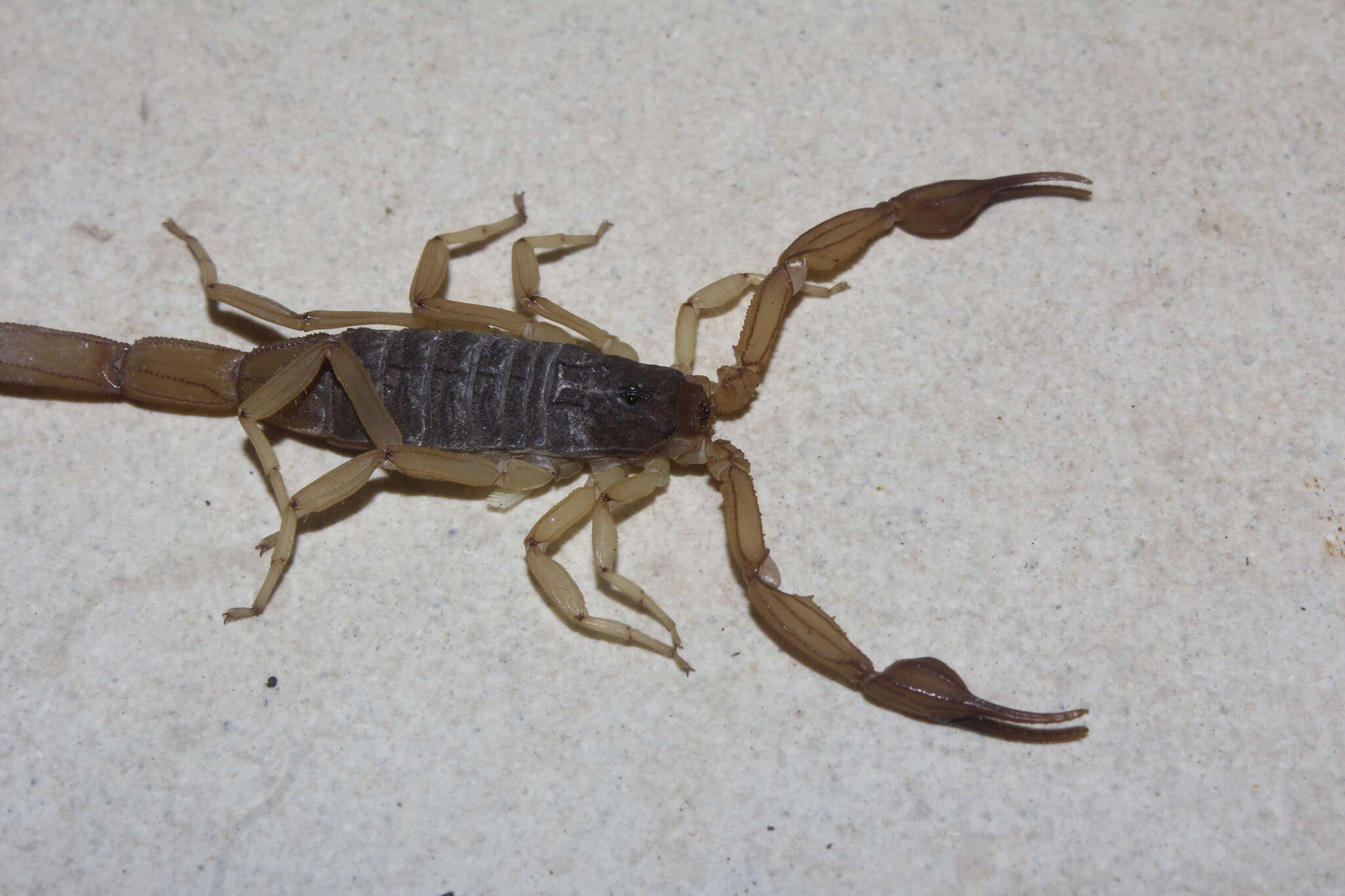 Image of Centruroides ochraceus (Pocock 1898)