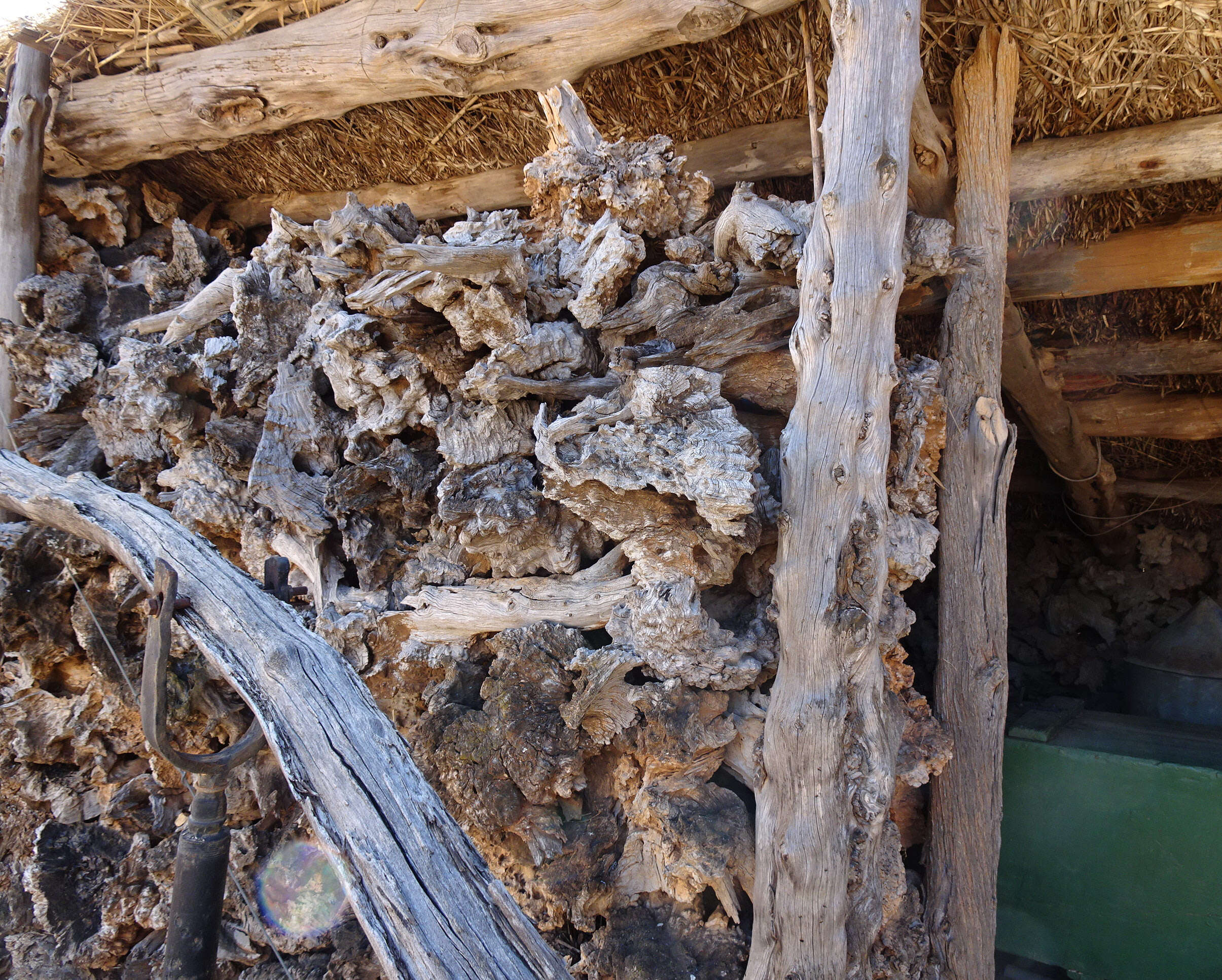 Image of Eucalyptus stricta Sieber ex Spreng.