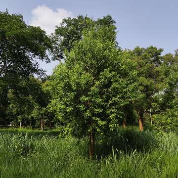 Image of Sandalwood