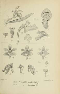 Trichoglottis pusilla (Teijsm. & Binn.) Rchb. fil. resmi