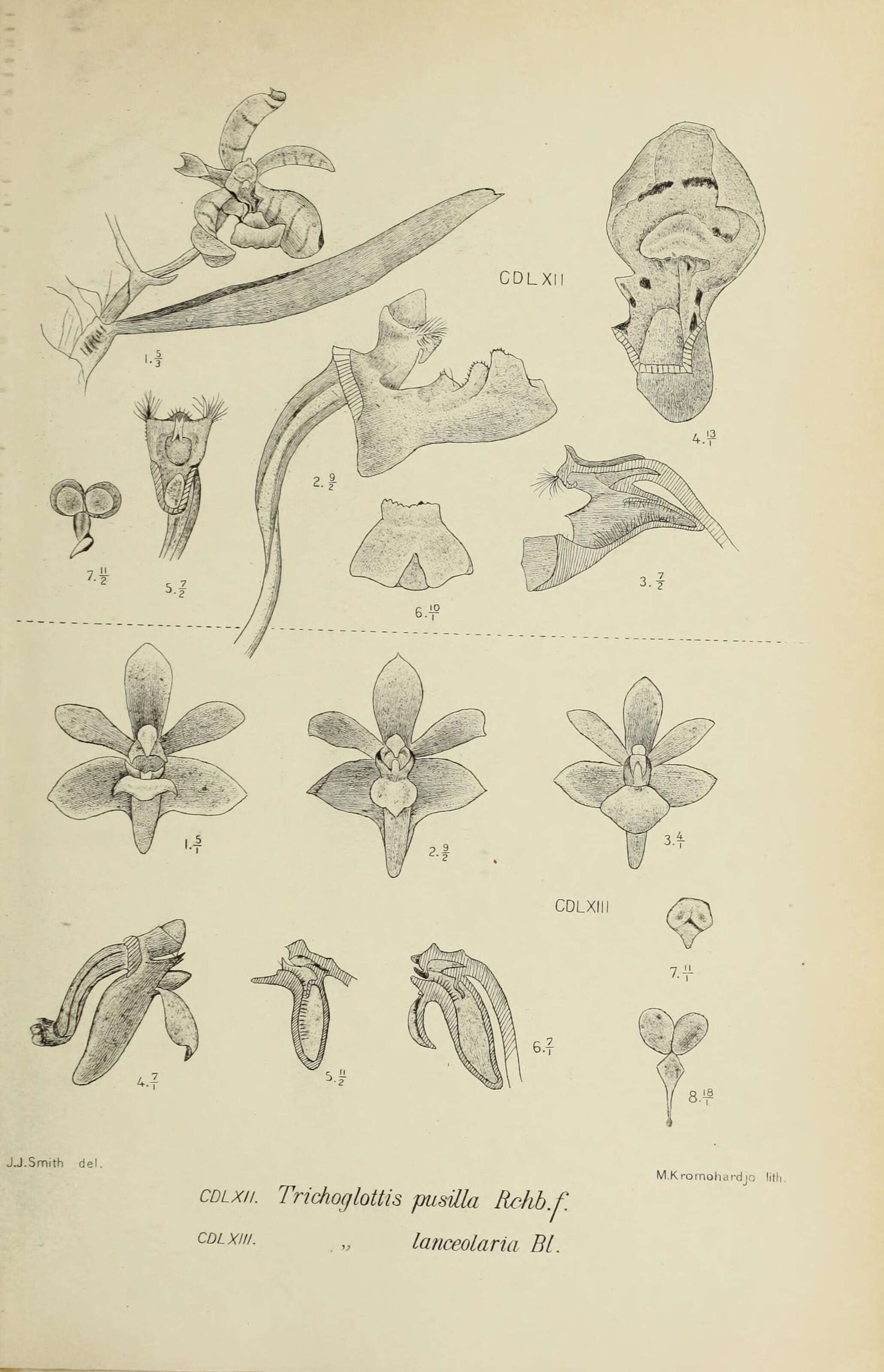 Trichoglottis pusilla (Teijsm. & Binn.) Rchb. fil. resmi