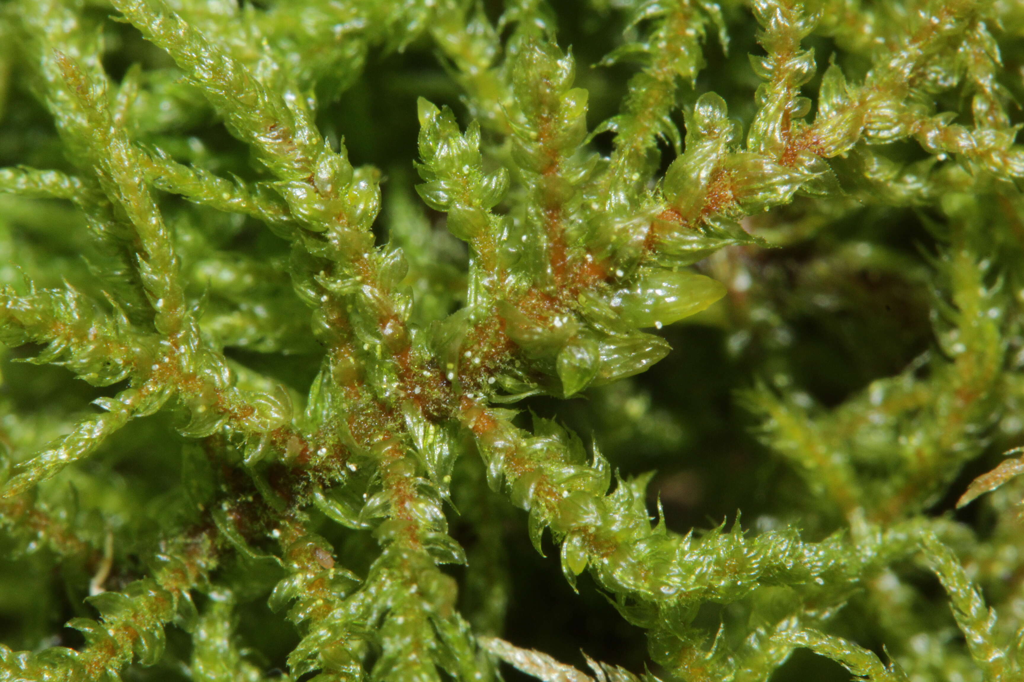 Image of hylocomiastrum moss