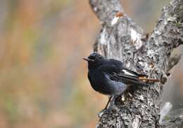 Image of Black Redstart