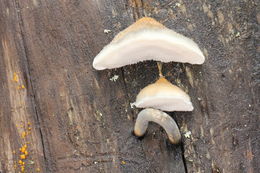 Image of <i>Postia caesia</i>