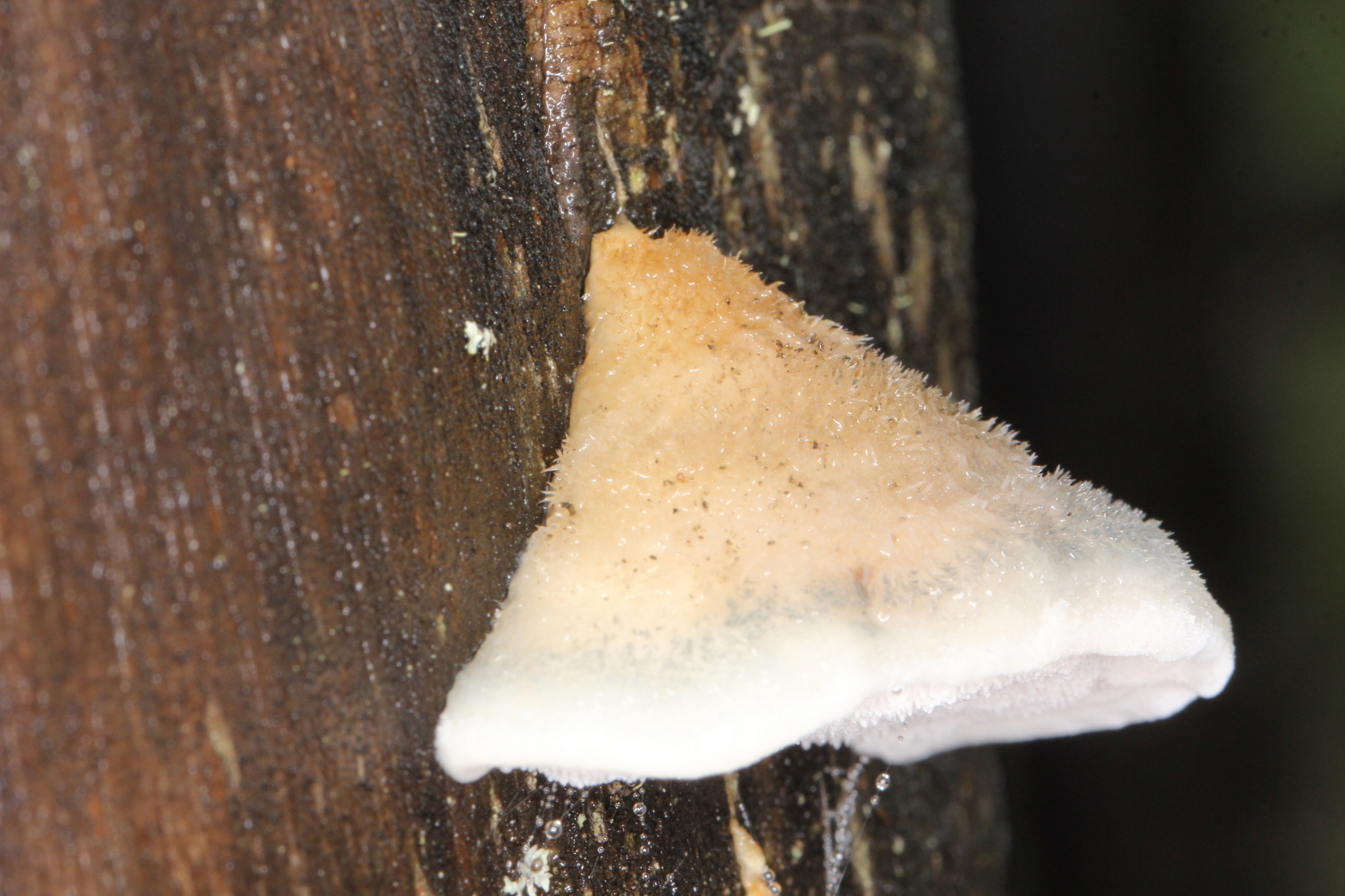 Image of <i>Postia caesia</i>