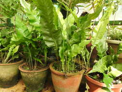 Image of Asplenium antiquum Mak.