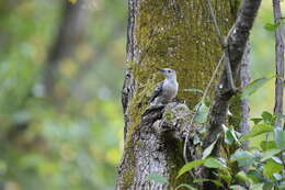 Image of Red-bellied Woodpecker