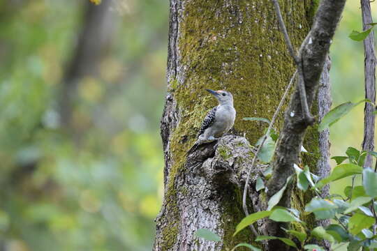 Image of Red-bellied Woodpecker