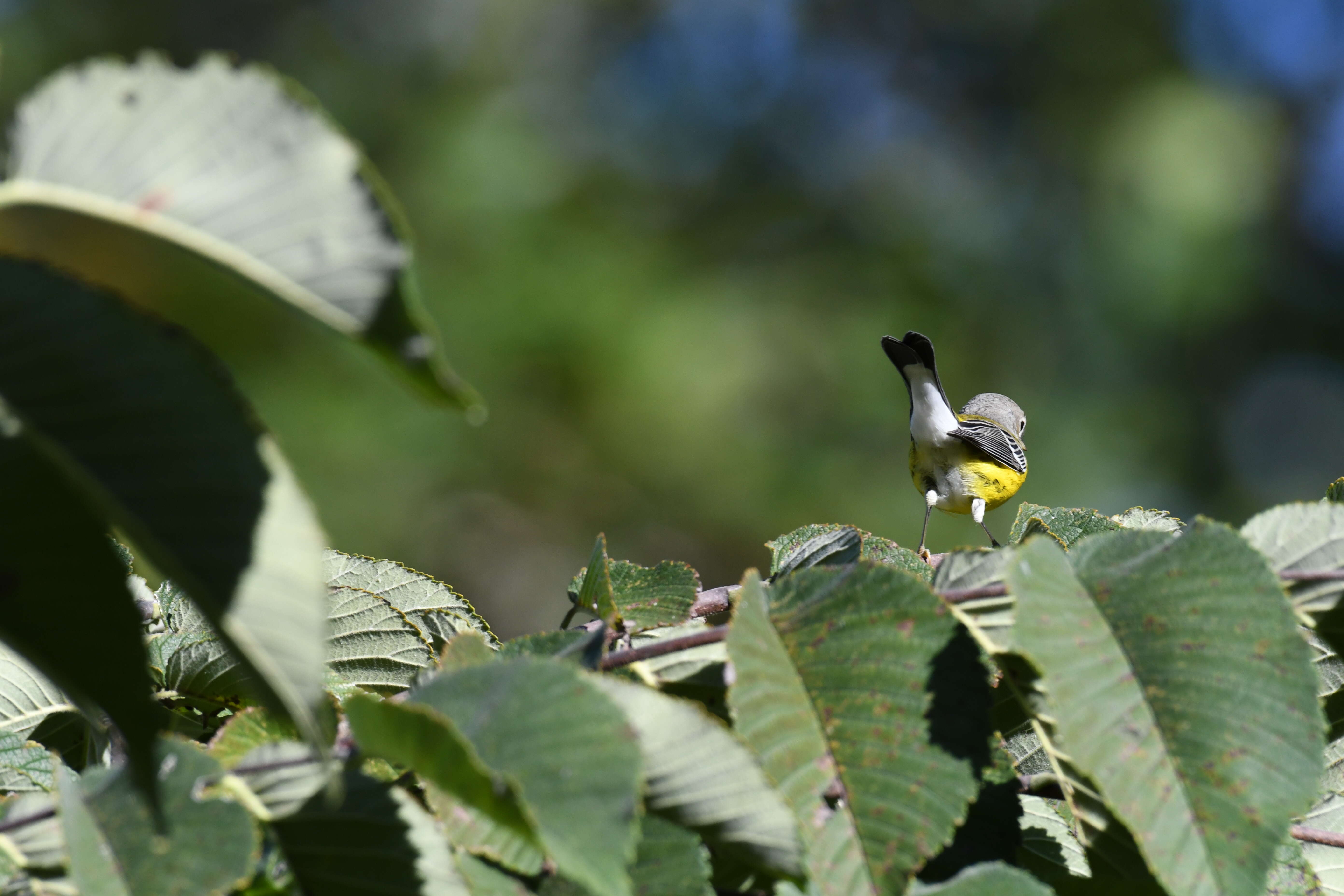 Image of Magnolia Warbler