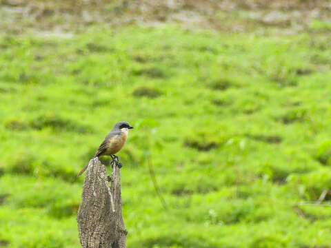 Image of Grey-backed Shrike