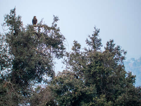 Image of Steppe Eagle