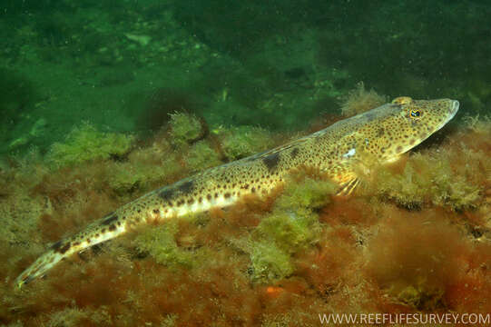 Image of Bass flathead