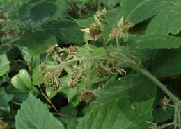 Imagem de Rubus hirtus Waldst. & Kit.