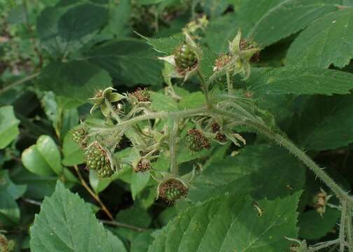 Imagem de Rubus hirtus Waldst. & Kit.