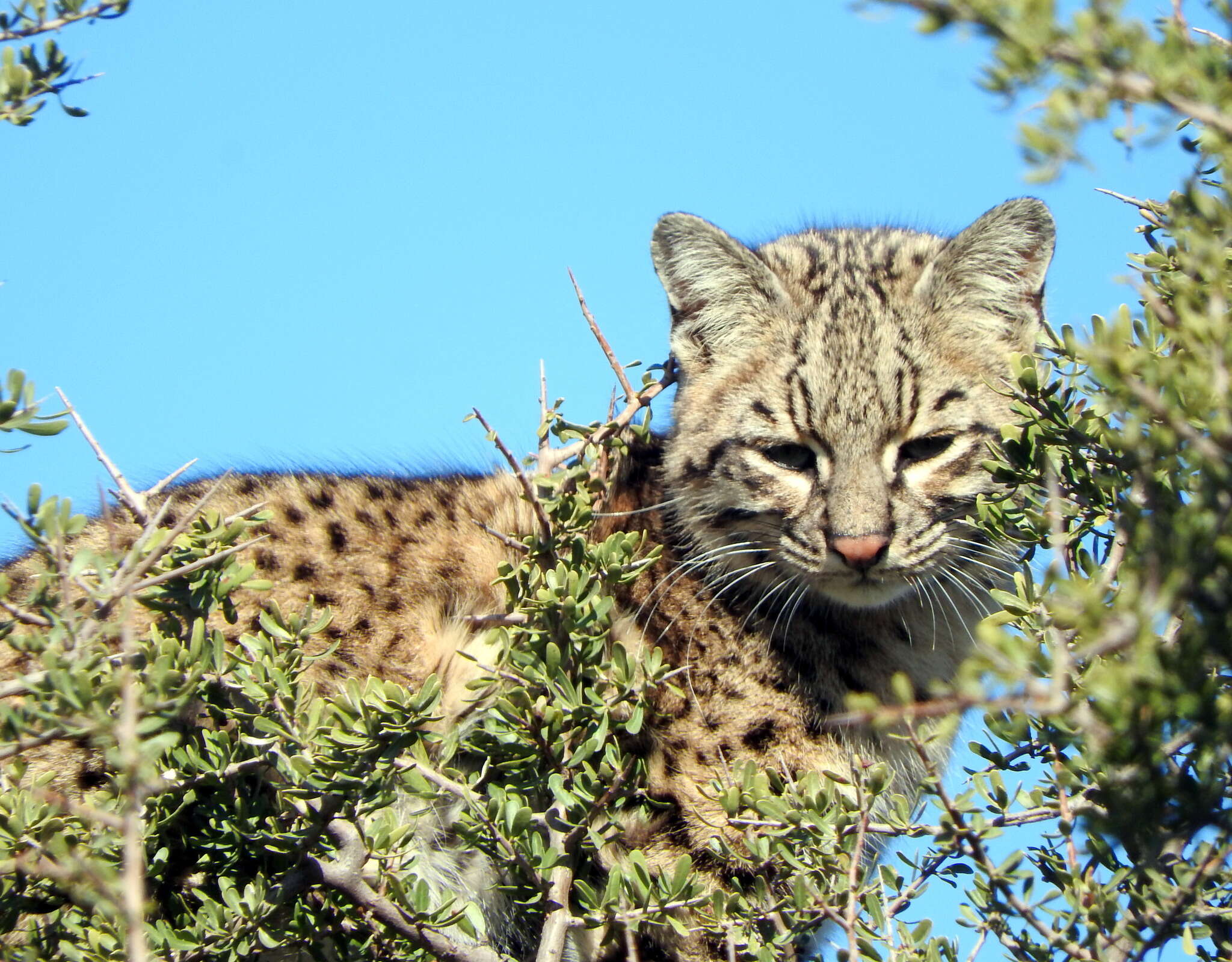 Imagem de Leopardus geoffroyi (d'Orbigny & Gervais 1844)