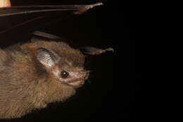 Image of Thomas's Sac-winged Bat