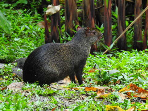 Image of Central American Agouti