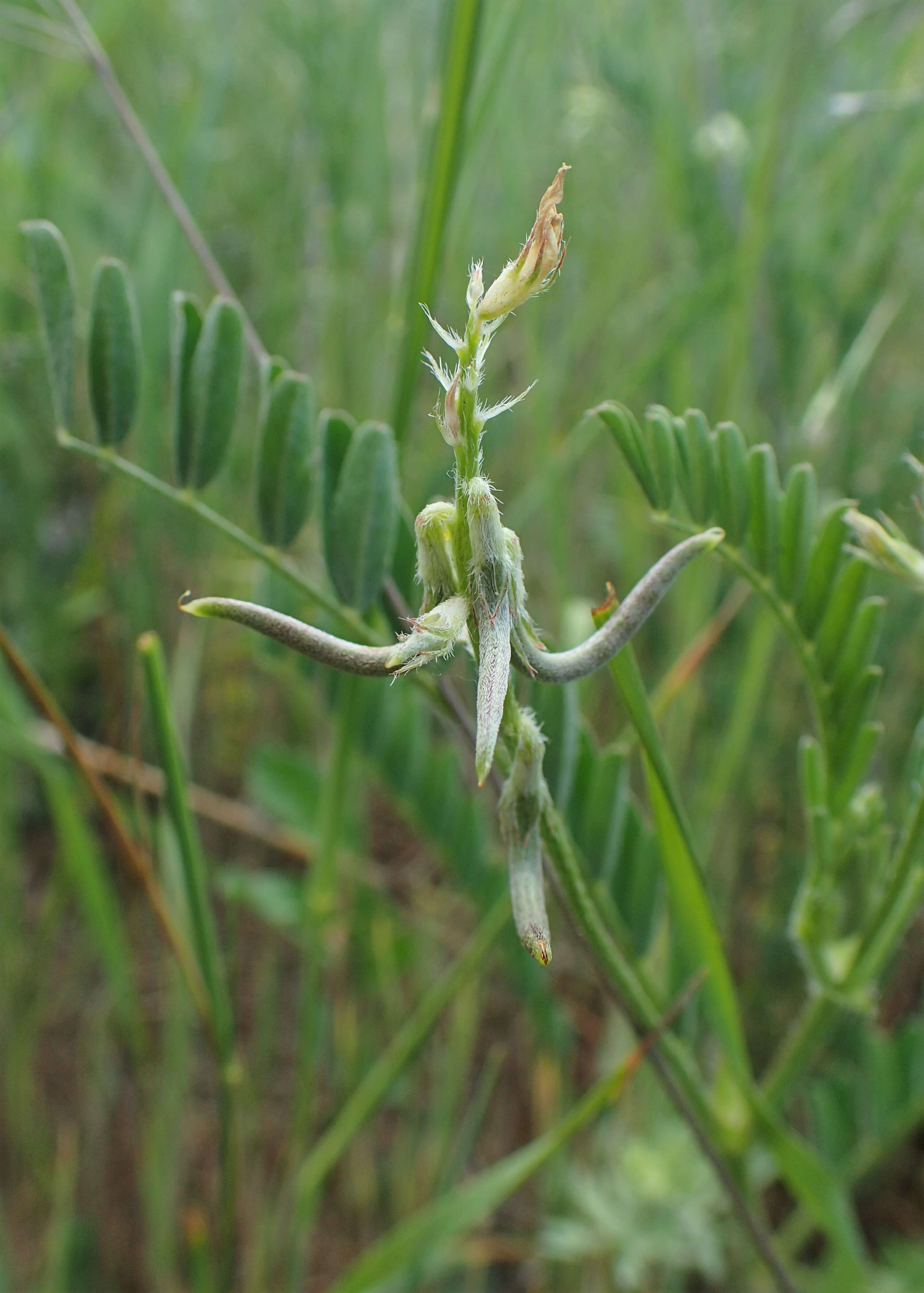 Imagem de Astragalus hamosus L.