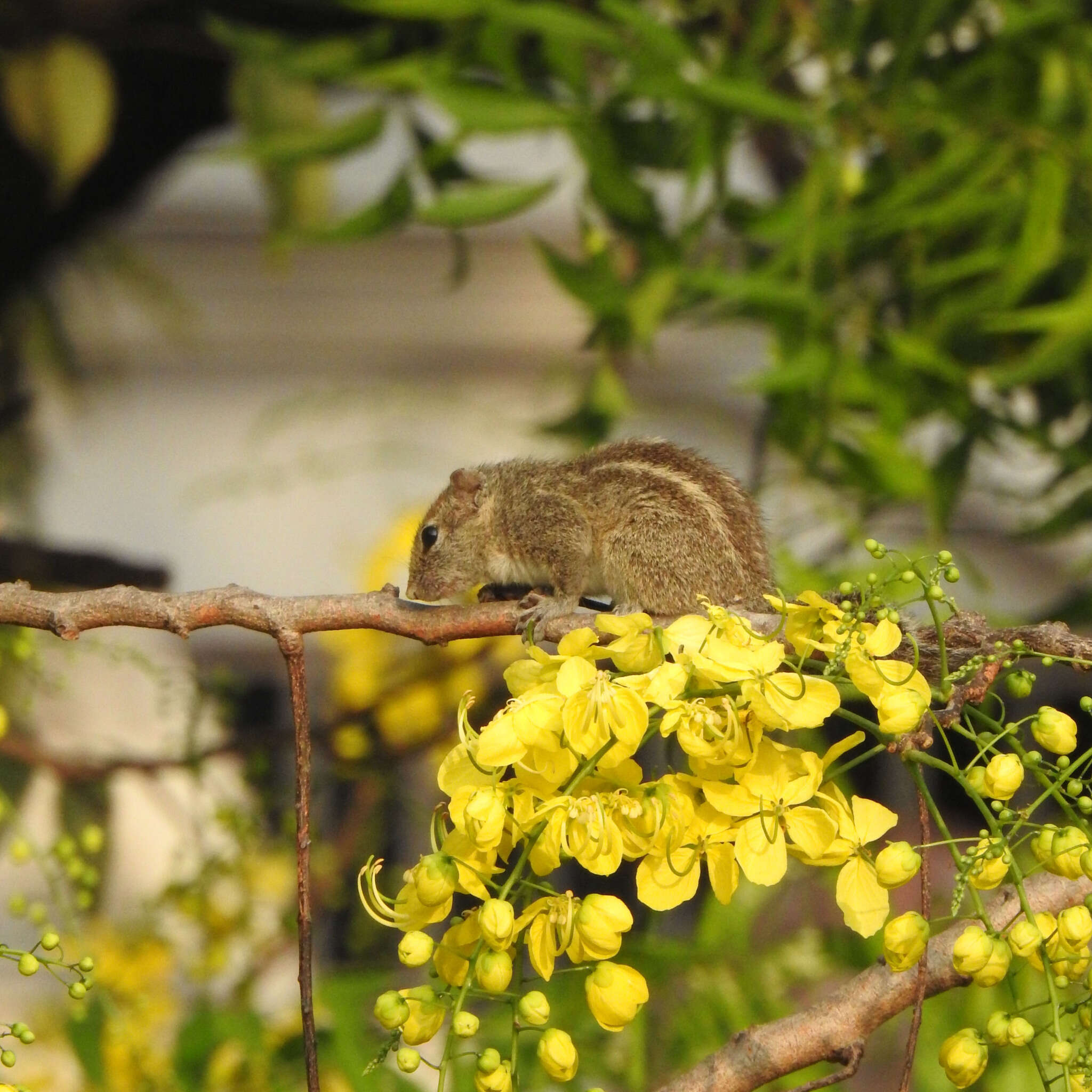 Image of Indian palm squirrel