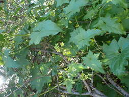 Image of white bryony