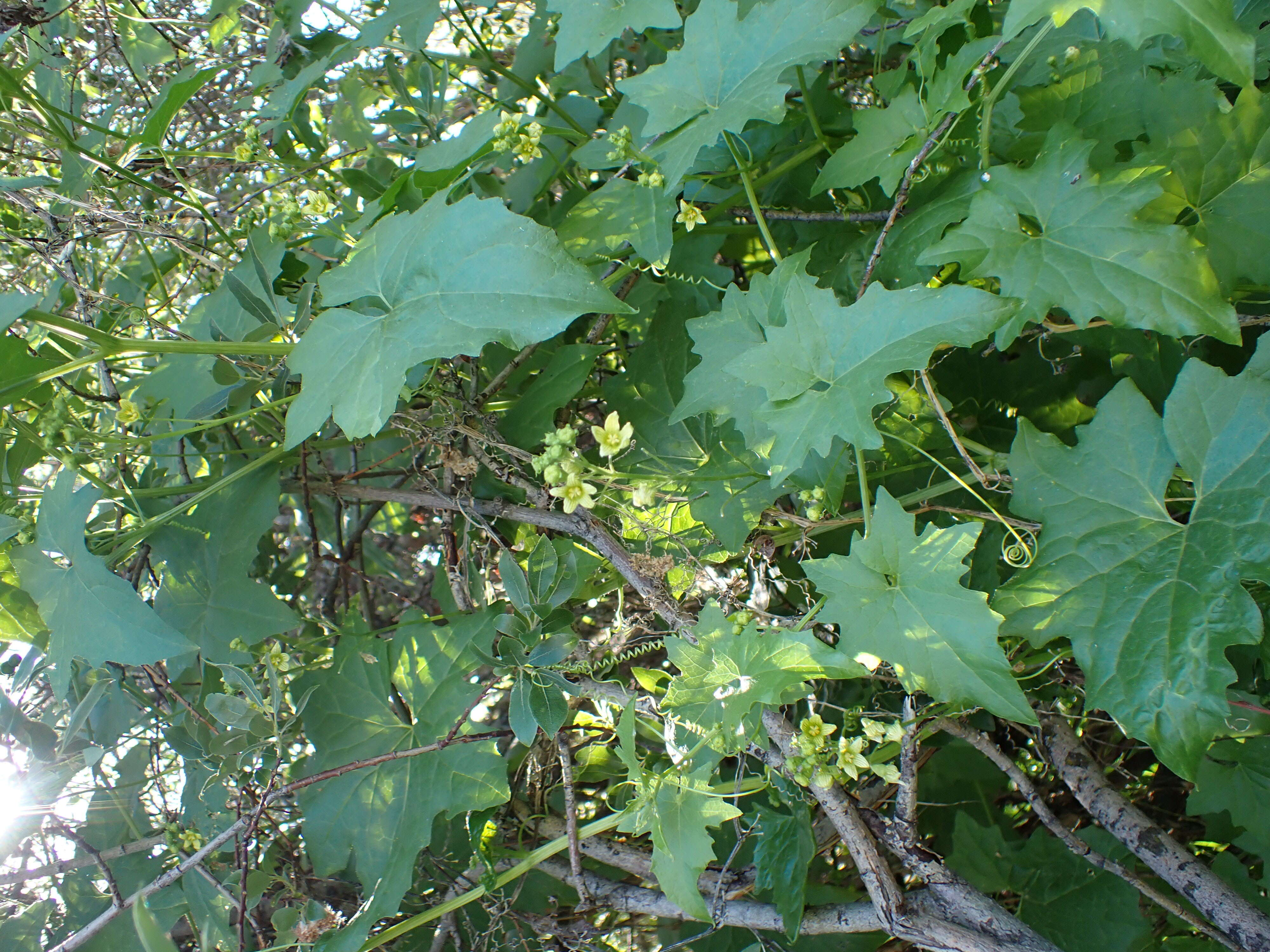 Image of white bryony