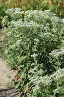 Image of common boneset