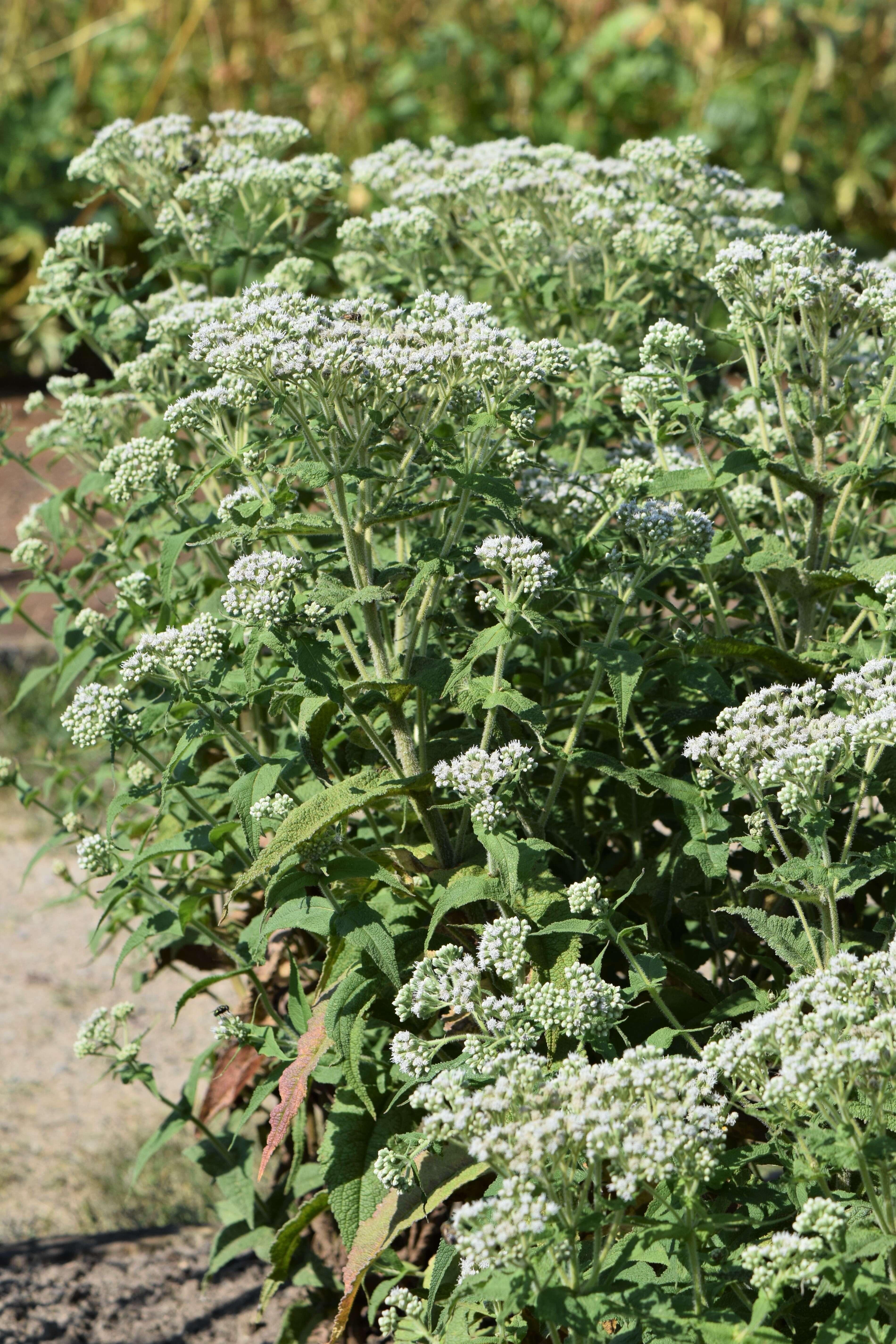 Image of common boneset